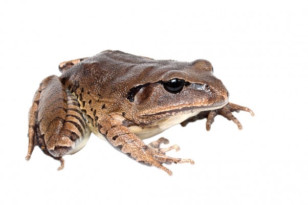 Great Barred Frog